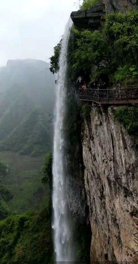 独步竹林